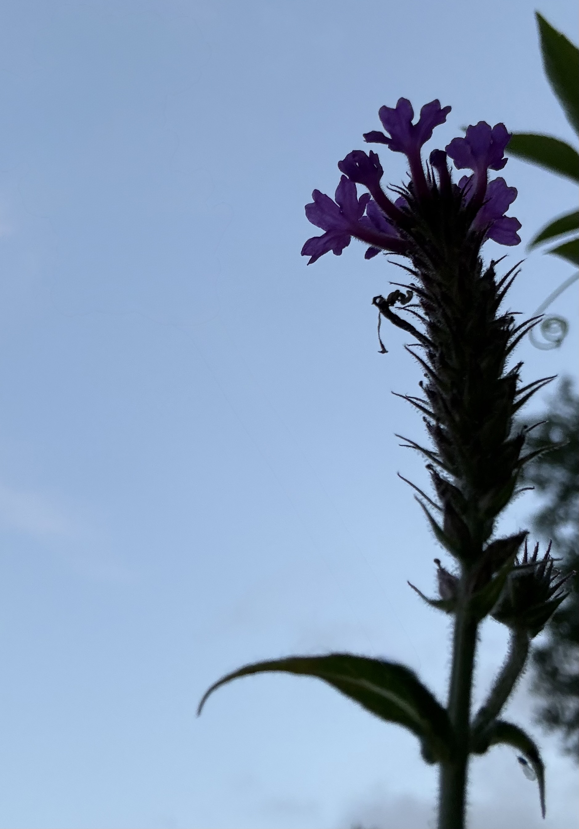 933206a17d3dcd83e76.39734044.jpeg