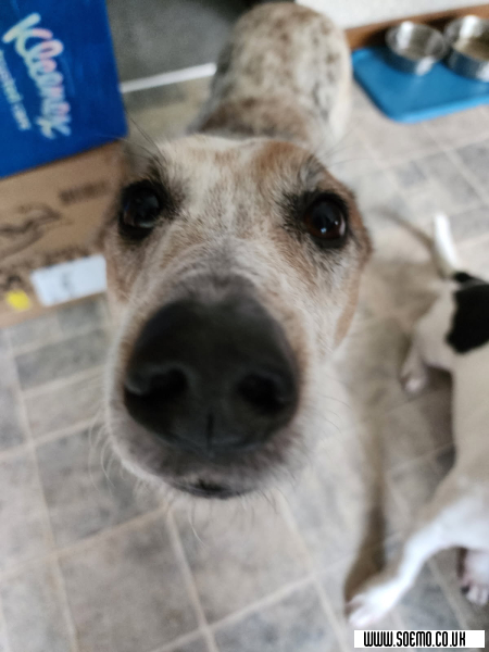 soEmo.co.uk - Emo Kids - -Waffle-Inhaler-