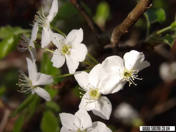 soEmo.co.uk - Emo Kids - Darkenhart