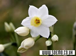 soEmo.co.uk - Emo Kids - movemanagerny