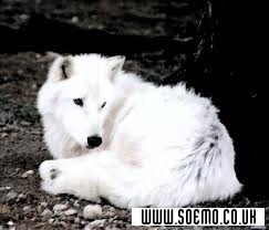 soEmo.co.uk - Emo Kids - whitewolf19